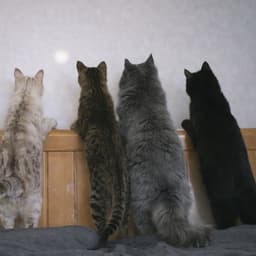 The Fur-Gang